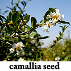 Gaozheng Biotechnology Group Co., Ltd is the biggest supplier of First Class Camellia Seed Oil in Ch...